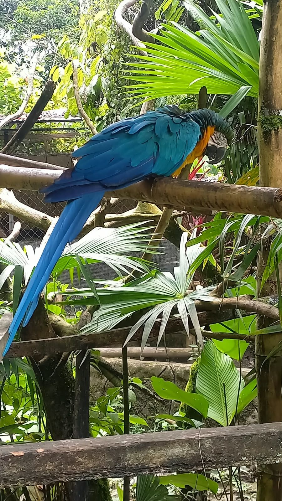 Guacamayo azul y amarillo posado en una percha entre palmeras